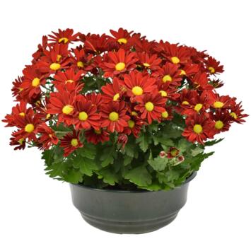 image MARGUERITE D AUTOMNE COUPE GRISE