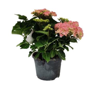 image HORTENSIA MACROPHYLLA ROSE