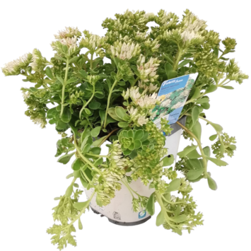 image SEDUM SPURIUM ALBUM SUPERBUM
