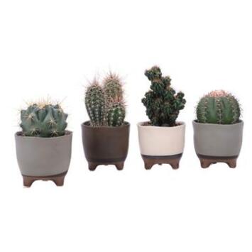 image CACTUS VARIES CERAM