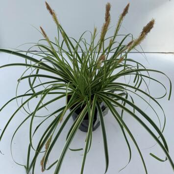 image CAREX FEATHER FALLS