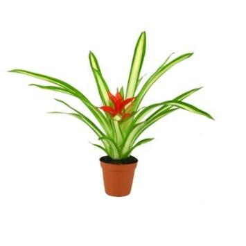 image GUZMANIA WHITE LINE