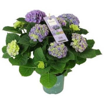 image HORTENSIA MAGICAL BLEU 5FL