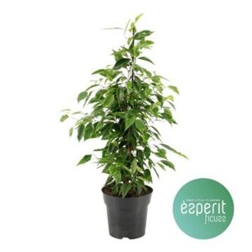 image FICUS ANASTASIA