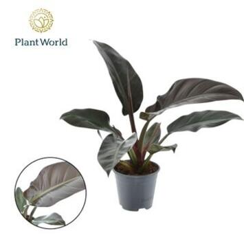 image PHILODENDRON IMPERIAL RED