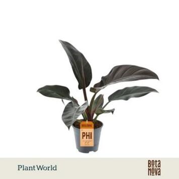 image PHILODENDRON IMPERIAL RED