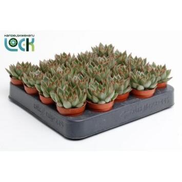 image ECHEVERIA AGAVOIDES