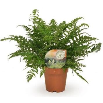 image ATHYRIUM SPICATUM