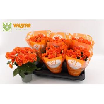 image BEGONIA BATIK ORANGE