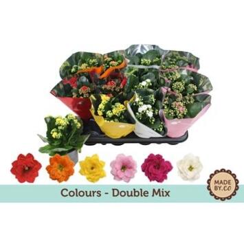 image KALANCHOE FL DBLE HOUSSE TON  SUR TON