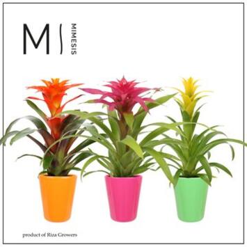 image GUZMANIA CUPCAKE CERAM