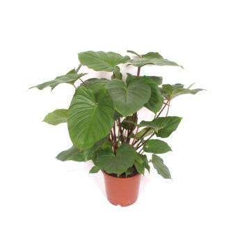 image HOMALOMENA MAGGY