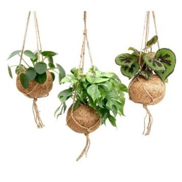 image PLANTES VARIEES KOKODAMA