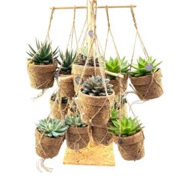 image SUCCULENTE KOKODOMA SUSP