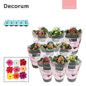 image KALANCHOE FL DBLE SERENITY