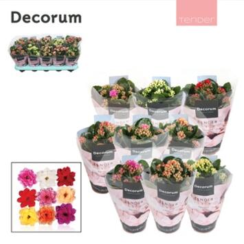 image KALANCHOE FL DBLE SERENITY