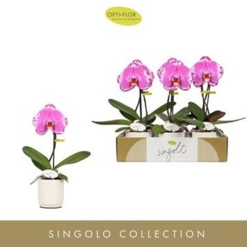 image PHALAENOPSIS 1BR SINGOLO VICTORIO CERAM
