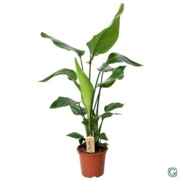 image STRELITZIA NICOLAI