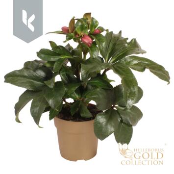 image HELLEBORE ICE N ROSES P OR