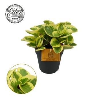 image PEPEROMIA OBTIPAN