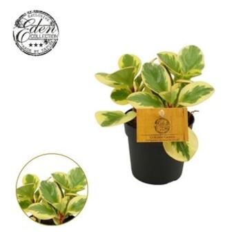 image PEPEROMIA OBTIPAN