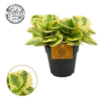 image PEPEROMIA OBTIPAN