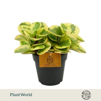 image PEPEROMIA OBTIPAN