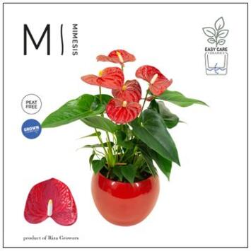 image ANTHURIUM ANDREANUM CERAM