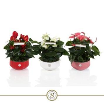 image ANTHURIUM ANDREANUM COUPE CERAM