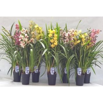 image CYMBIDIUM 4BR VARIE