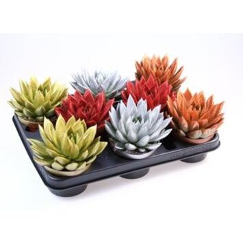 image ECHEVERIA MIRANDA PAILLETTE