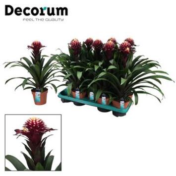 image GUZMANIA MAUVE BLANC