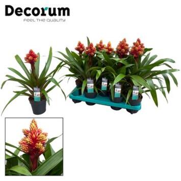 image GUZMANIA ROUGE JAUNE RAMIFIE