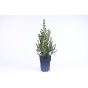 image PICEA GLAUCA CONICA