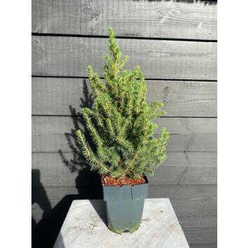 image PICEA GLAUCA CONICA