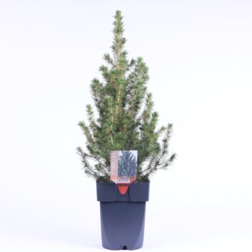 image PICEA GLAUCA CONICA