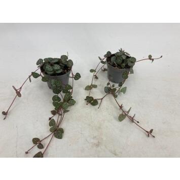 image CEROPEGIA WOODII