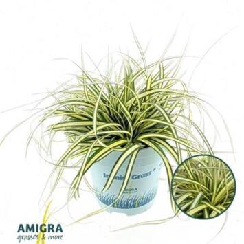 image CAREX EVERGOLD