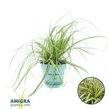 image CAREX EVERGOLD