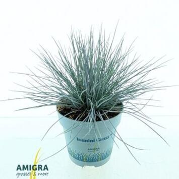 image FESTUCA