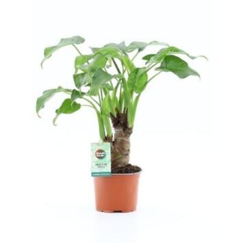image ALOCASIA CUCULLATA TIGE