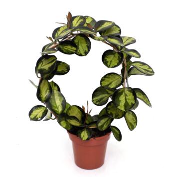 image HOYA AUSTRALIS ARCEAU