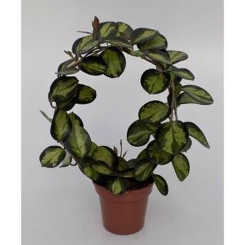 image HOYA AUSTRALIS ARCEAU