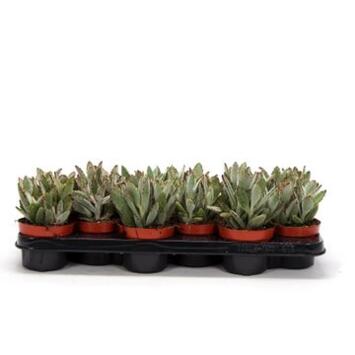 image KALANCHOE TOMENTOSA