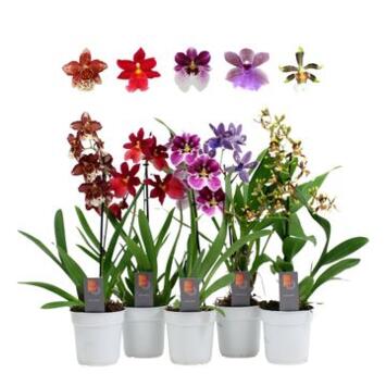image ORCHIDEE 1BR VARIE