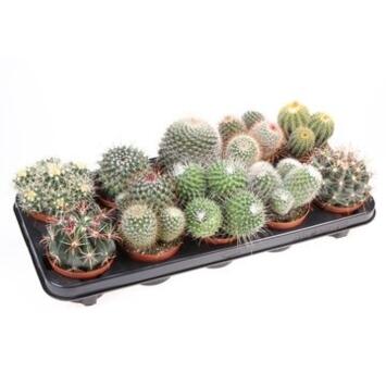 image CACTUS BOULE VARIES