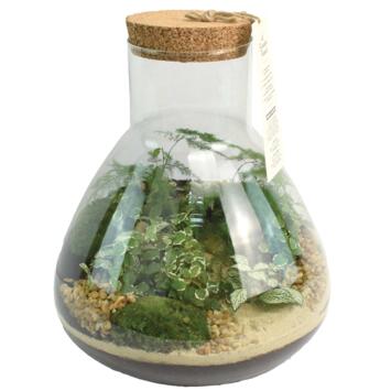 image TERRARIUM TESTUDO 20
