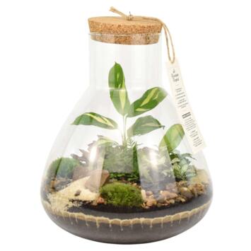 image TERRARIUM TESTUDO 20