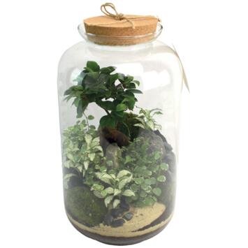 image TERRARIUM LA BORDEE 20