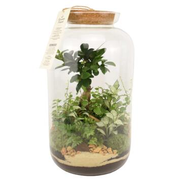 image TERRARIUM LA BORDEE 20